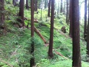 Clover field in Henry Cowell