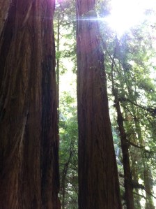 Sun through the redwoods